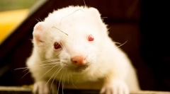 Melyek a (fajták) görények, színek, gyapjú típusok